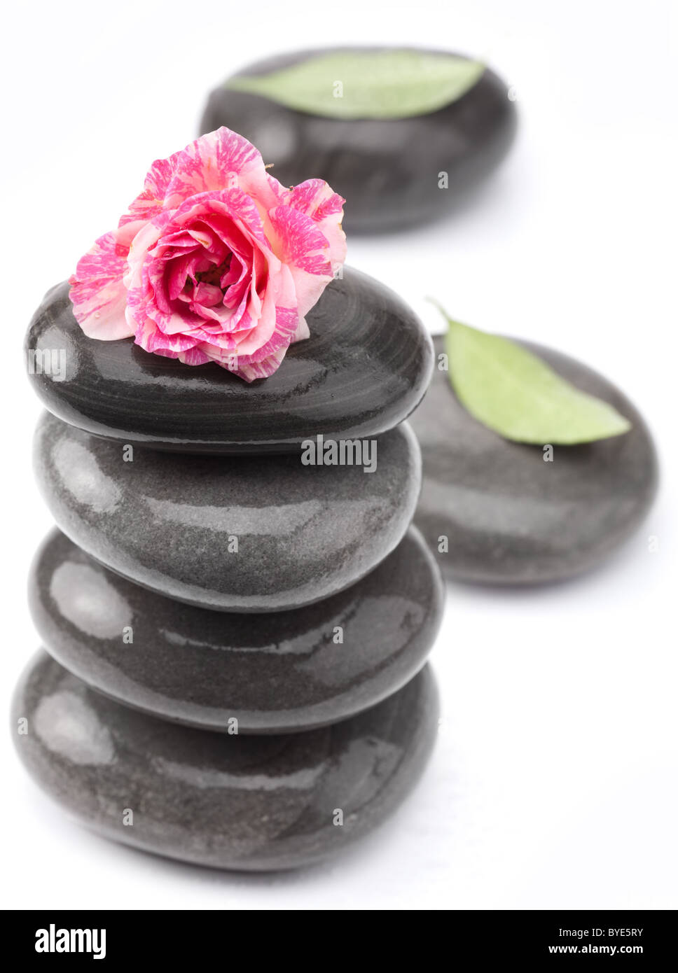 Pierres Spa avec rose fleur sur fond blanc. Banque D'Images
