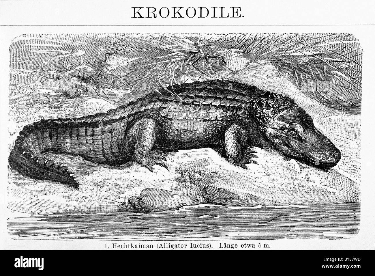 Alligator Cayman (lucius), l'illustration du livre historique du 19ème siècle, gravure sur acier, Brockhaus Konversationslexikon Banque D'Images