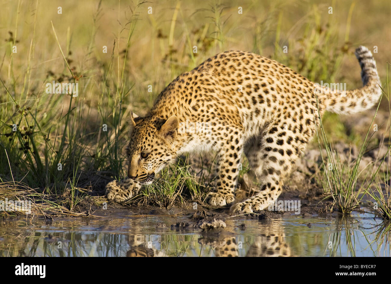 African Leopard (Panthera pardus). Femelle subadulte dans un trou d'eau. Harnas Wildlife Foundation, la Namibie. Banque D'Images