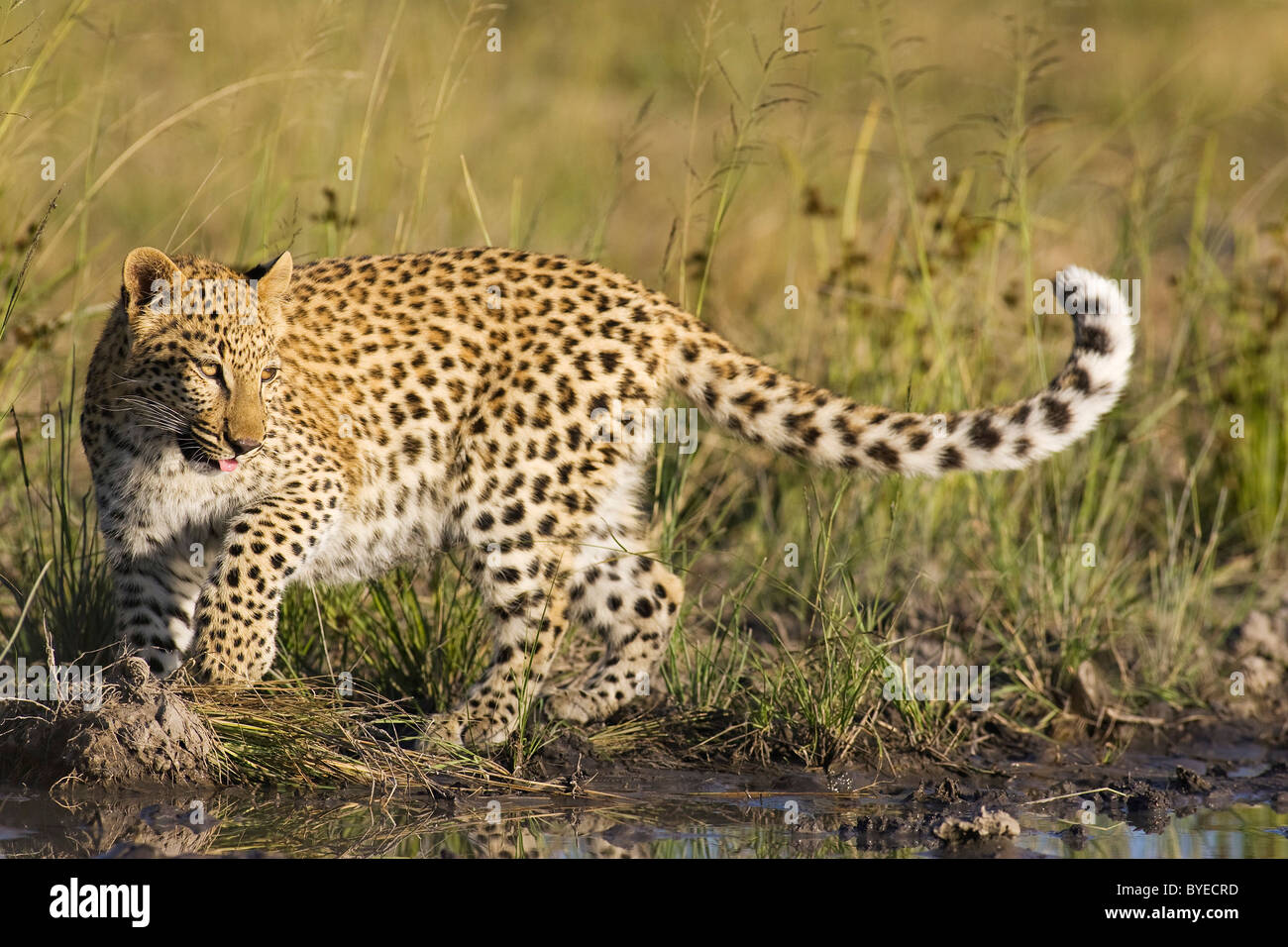 African Leopard (Panthera pardus). Femelle subadulte dans un trou d'eau. Harnas Wildlife Foundation, la Namibie. Banque D'Images African Leopard (Panthera pardus). Femelle subadulte dans un trou d'eau. Harnas Wildlife Foundation, la Namibie. Banque D'Images