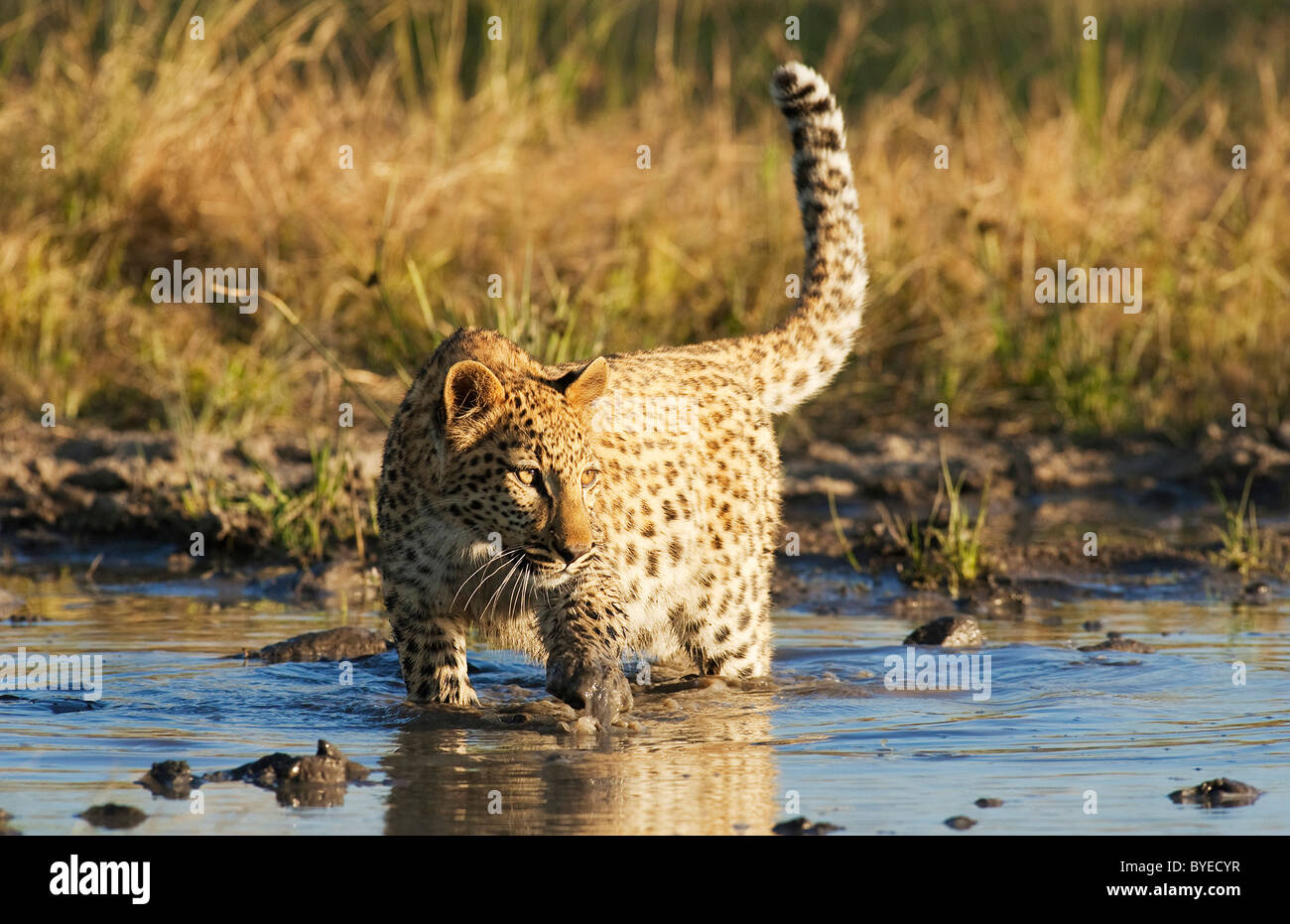 African Leopard (Panthera pardus). Femelle subadulte dans un trou d'eau. Harnas Wildlife Foundation, la Namibie. Banque D'Images African Leopard (Panthera pardus). Femelle subadulte dans un trou d'eau. Harnas Wildlife Foundation, la Namibie. Banque D'Images