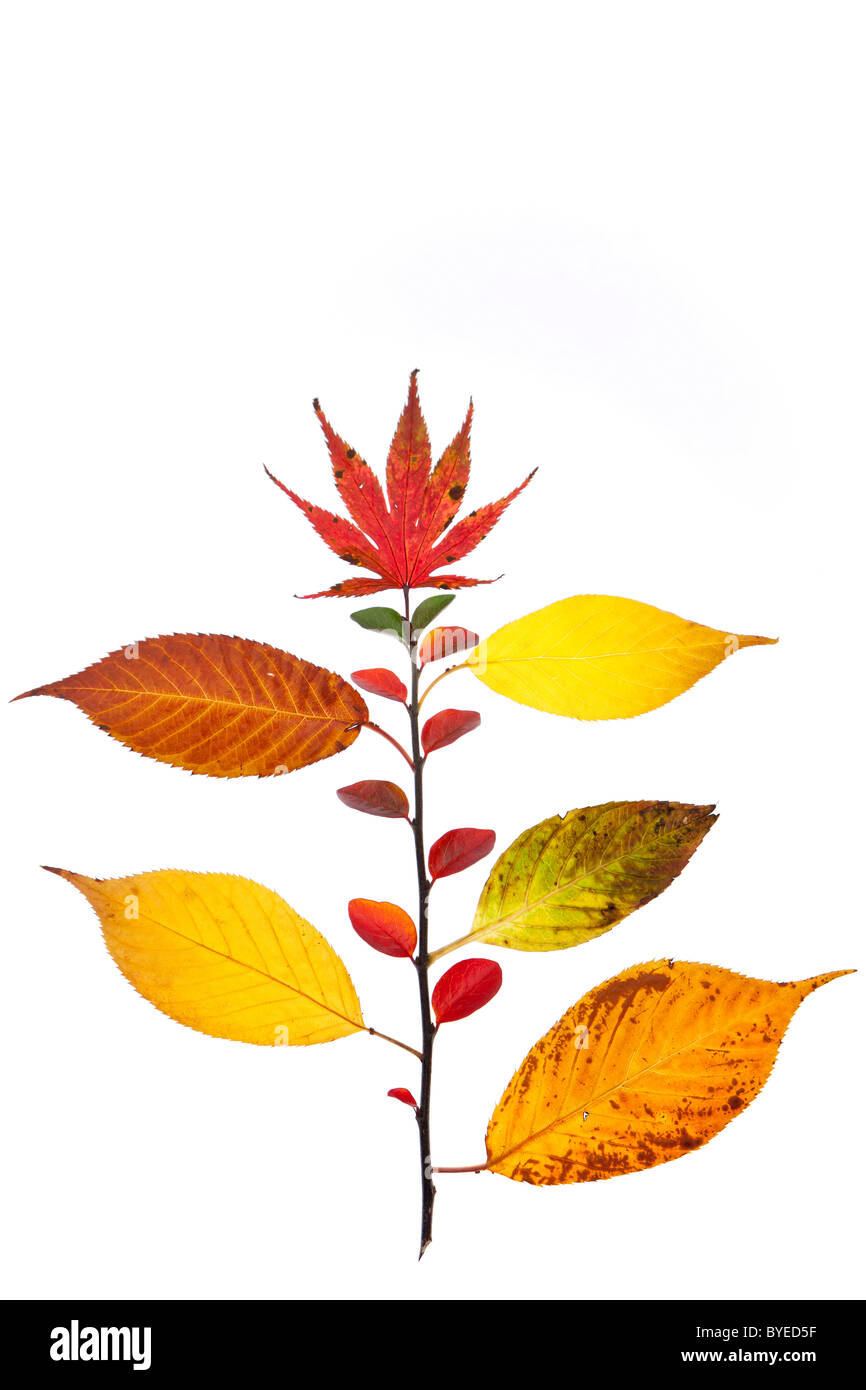 Motif de feuilles d'automne Banque D'Images