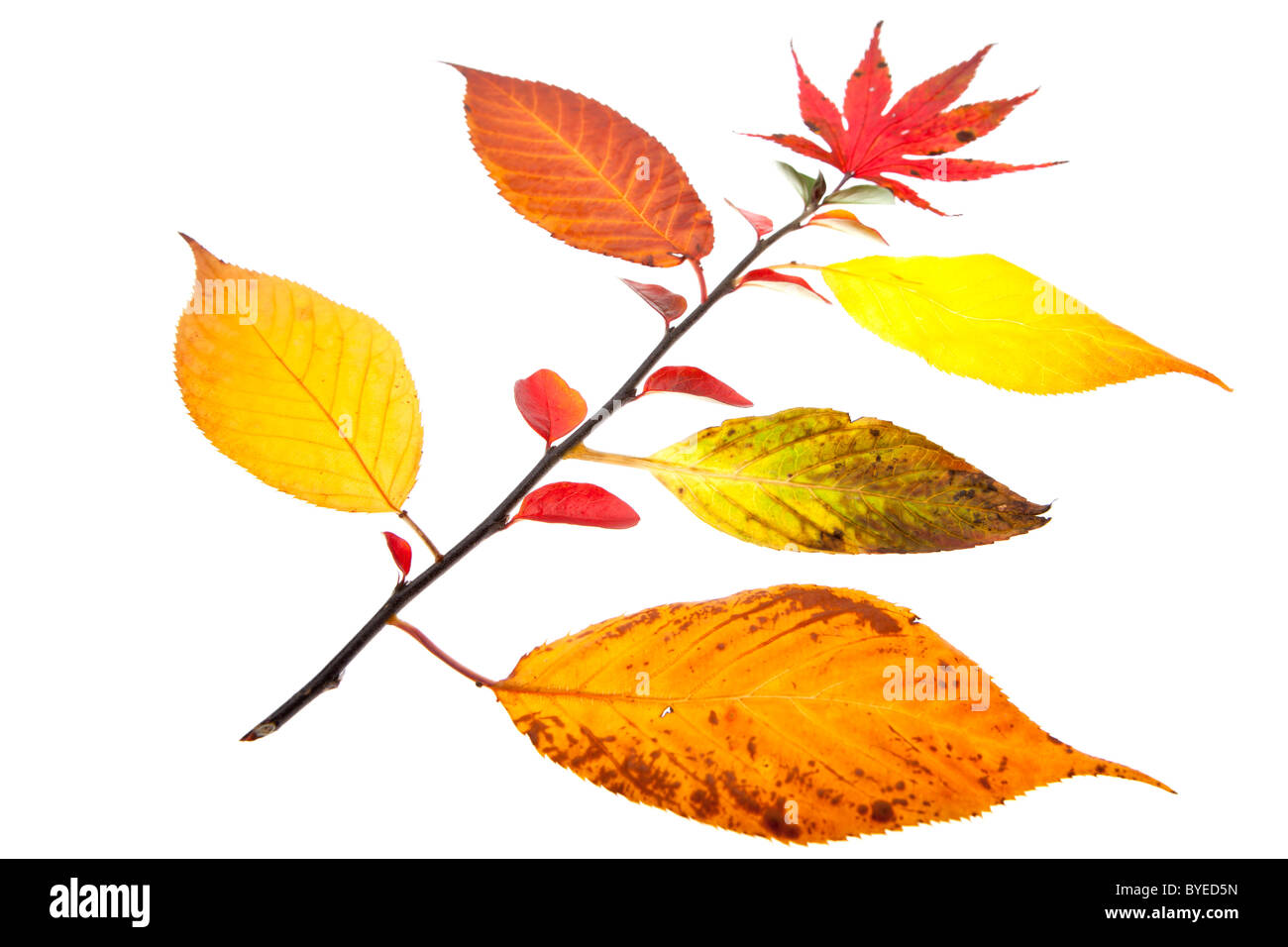 Motif de feuilles d'automne Banque D'Images