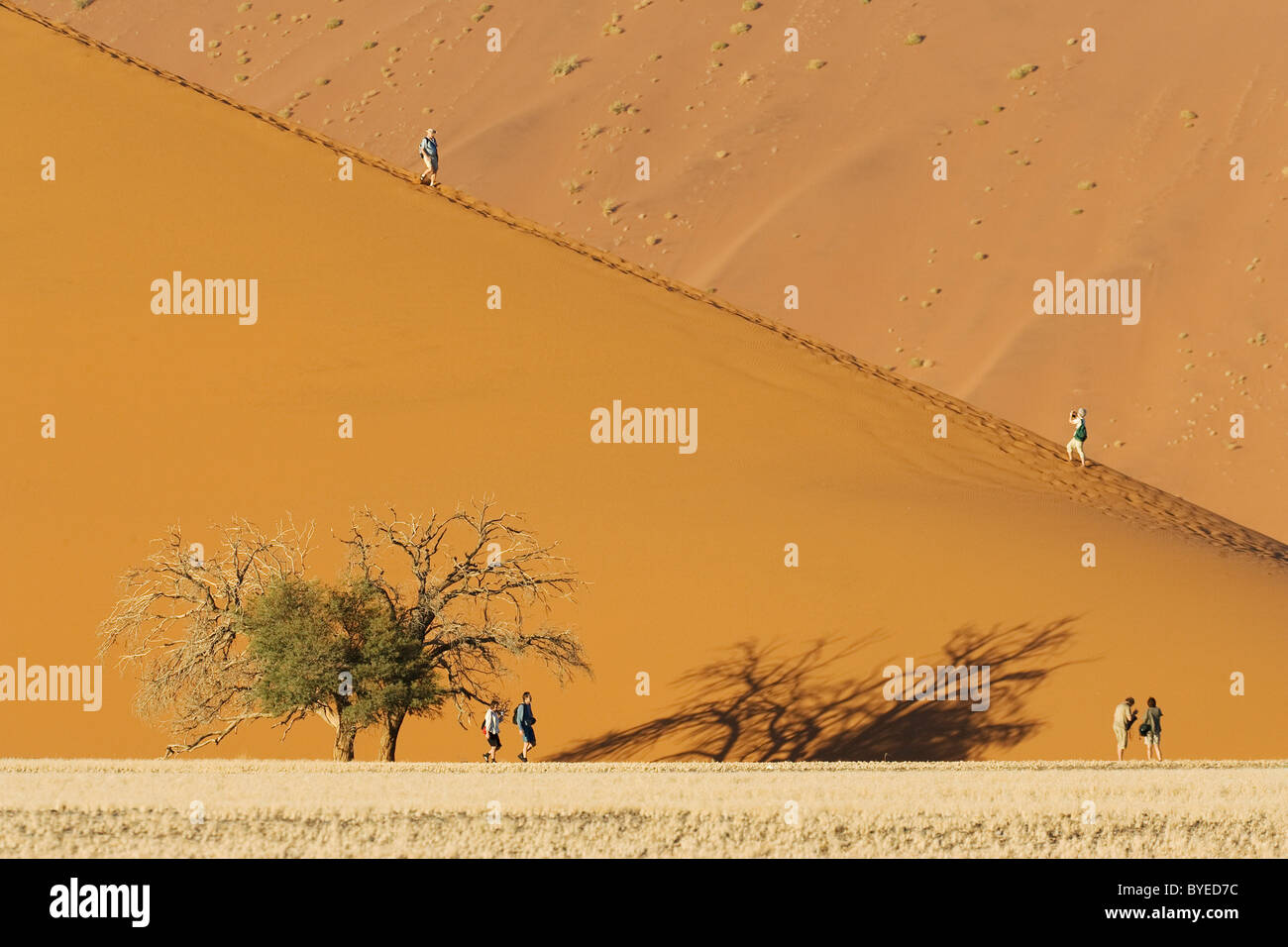 Les touristes à une dune de sable avec Camelthorn tree (Acacia erioloba) dans le désert du Namib. Namib-Naukluft Park, Namibie. Banque D'Images