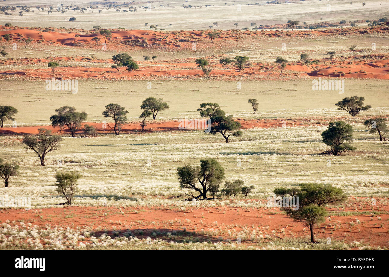 Dunes de sable, d'herbe et Camelthorn arbres au bord du désert du Namib. Banque D'Images