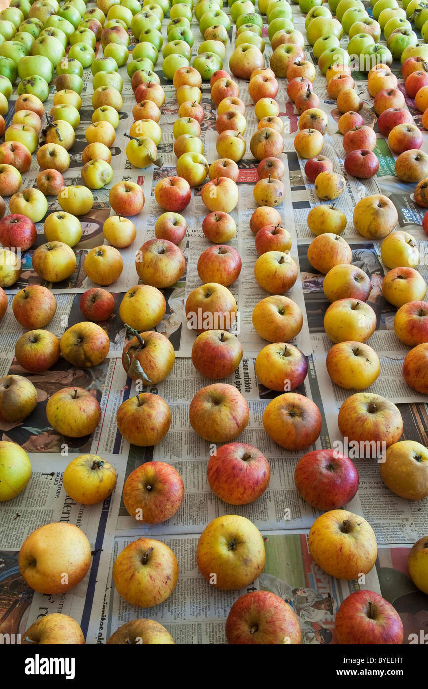 Pommes stockées pour l'hiver, sur papier journal (Royaume-Uni) Banque D'Images