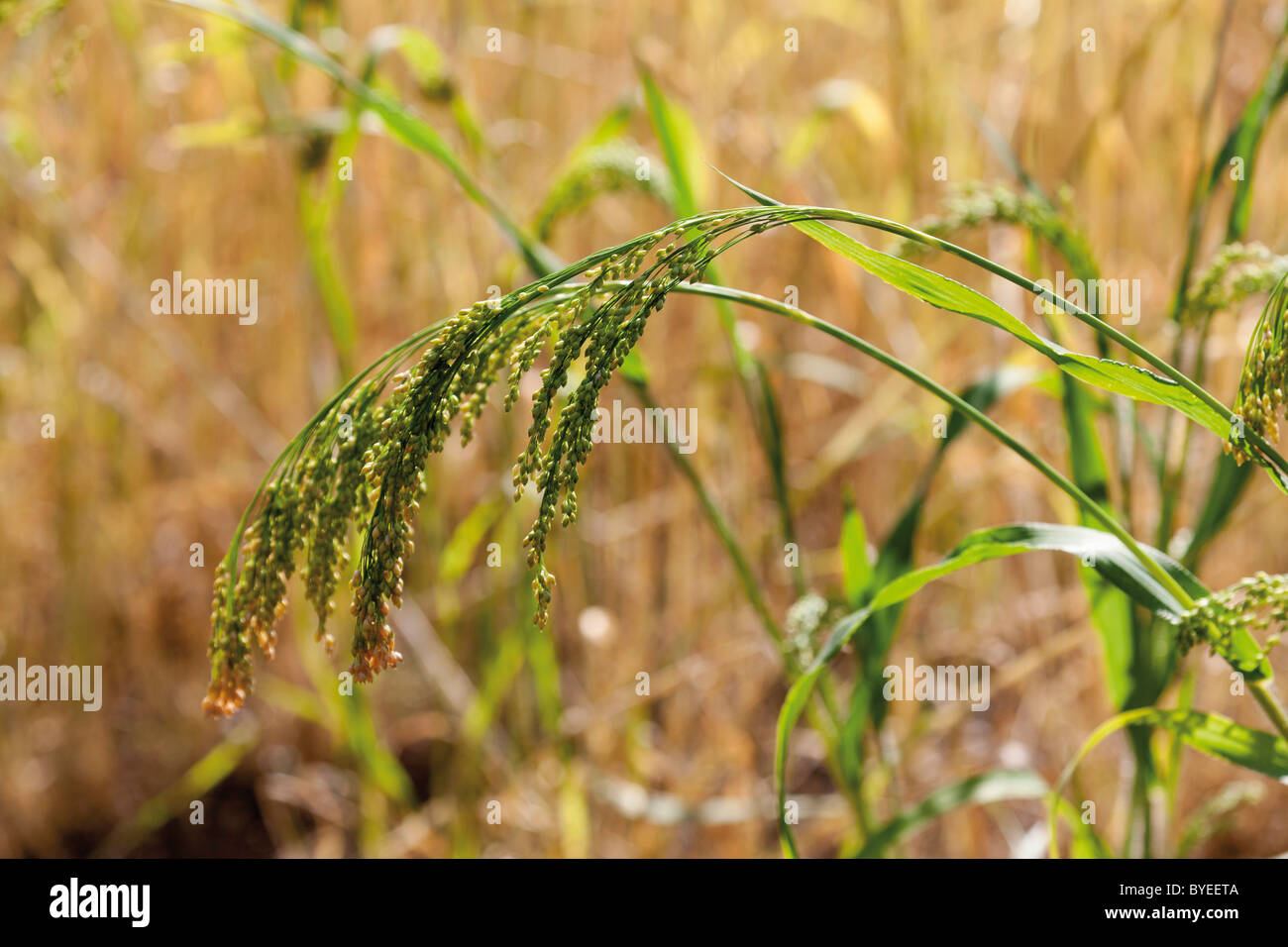 Le millet commun, millet blanc porc ou millet (Panicum miliaceum) Banque D'Images