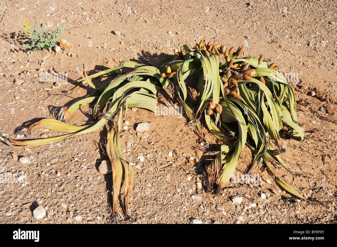 (Welwitschia mirabilis Welwitschia). Des origines anciennes et de plantes endémiques du Namib. Près de la rivière Kuiseb, Namibie Banque D'Images