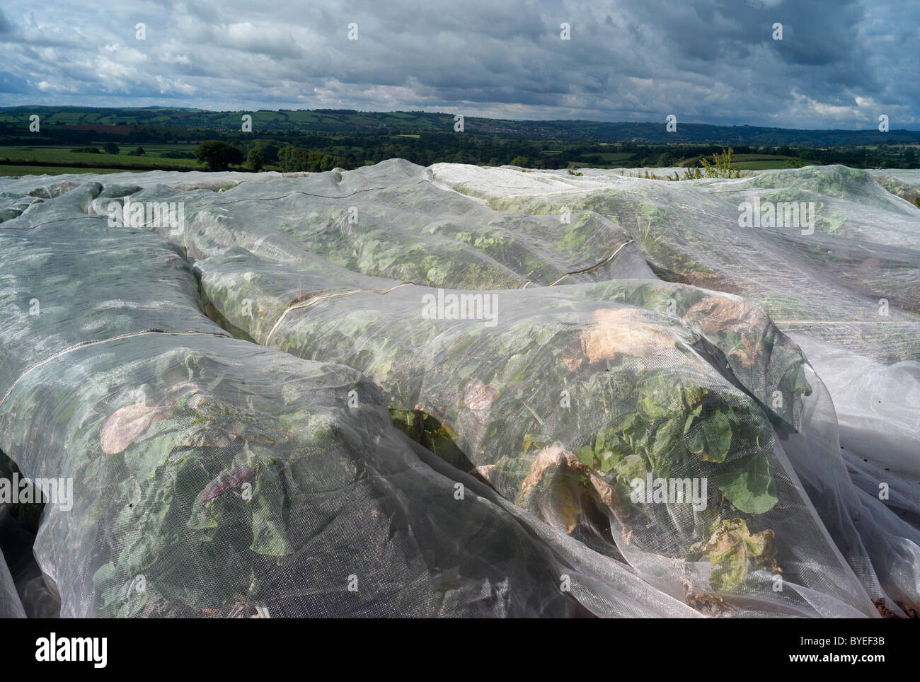 Cultures sous 'feuilles' en plastique dans un champ près de Tiverton Devon agriculteurs Banque D'Images