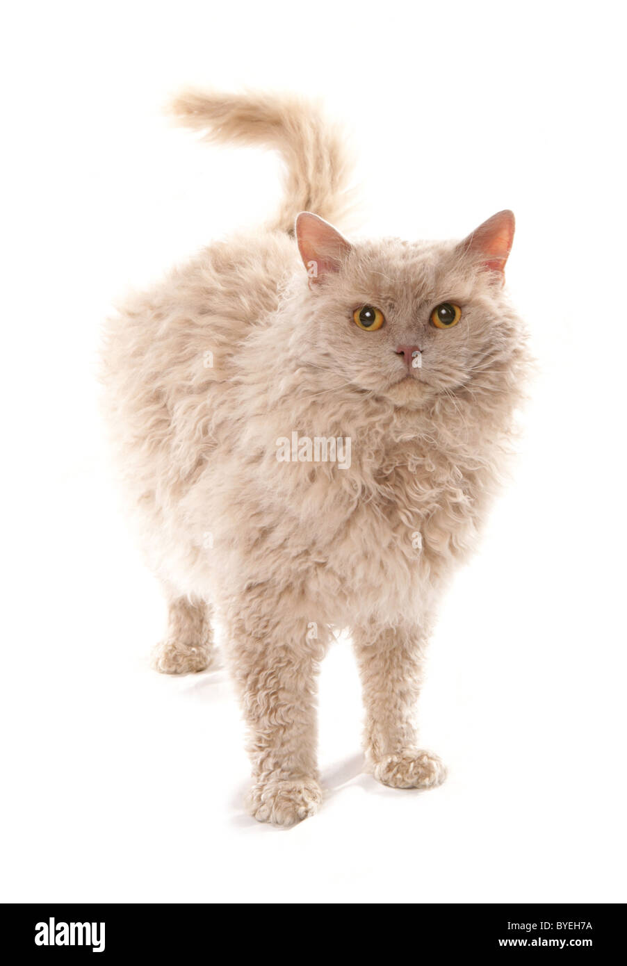 Fawn selkirk rex poil long cat Studio Permanent Banque D'Images