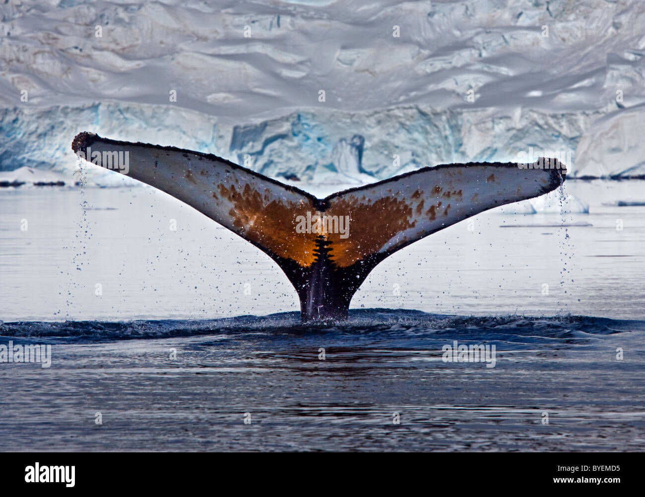 Queue de baleine à bosse (Megaptera novaeangliae) Fluke, Paradise Bay, péninsule antarctique Banque D'Images