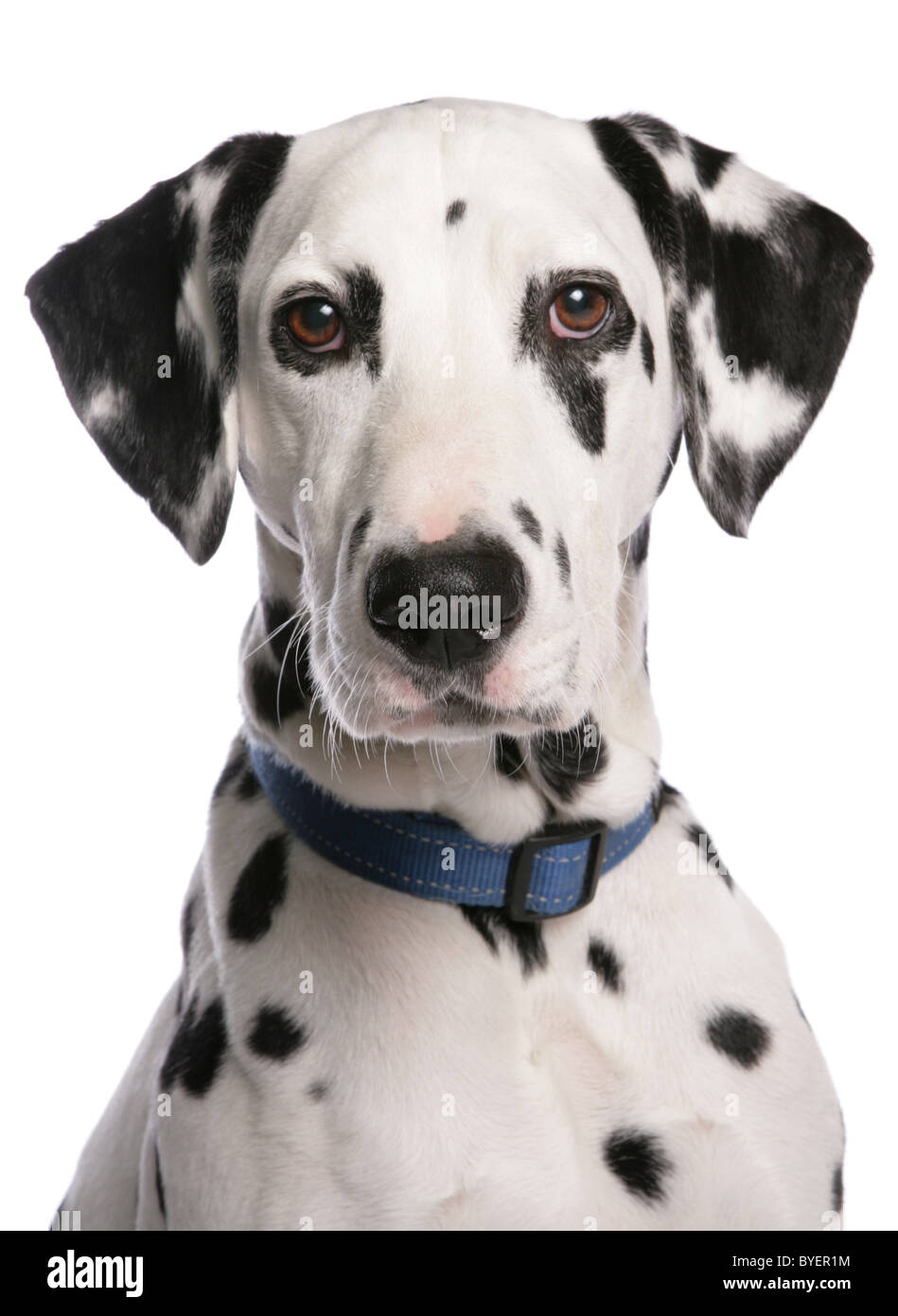 Dalmatain dog head shot studio Banque D'Images