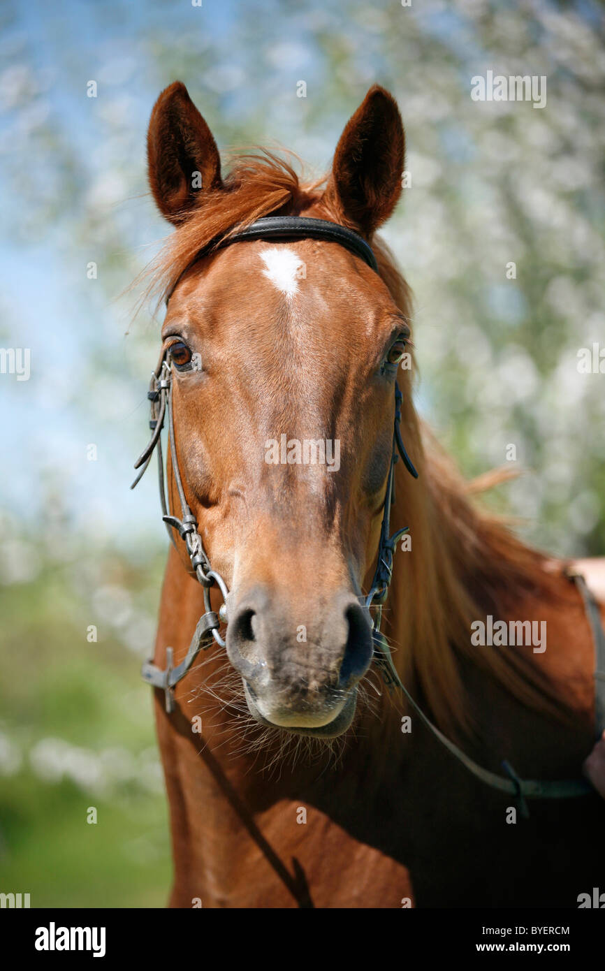 Im Pferd Portrait / Portrait Cheval Banque D'Images