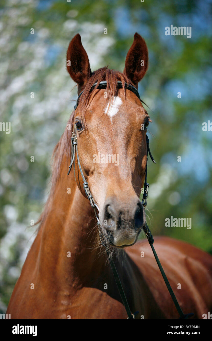 Im Pferd Portrait / Portrait Cheval Banque D'Images