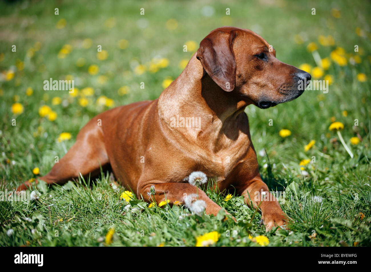Le Rhodesian Ridgeback Banque D'Images