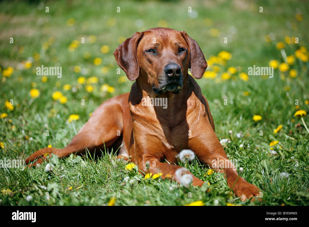 Le Rhodesian Ridgeback Banque D'Images