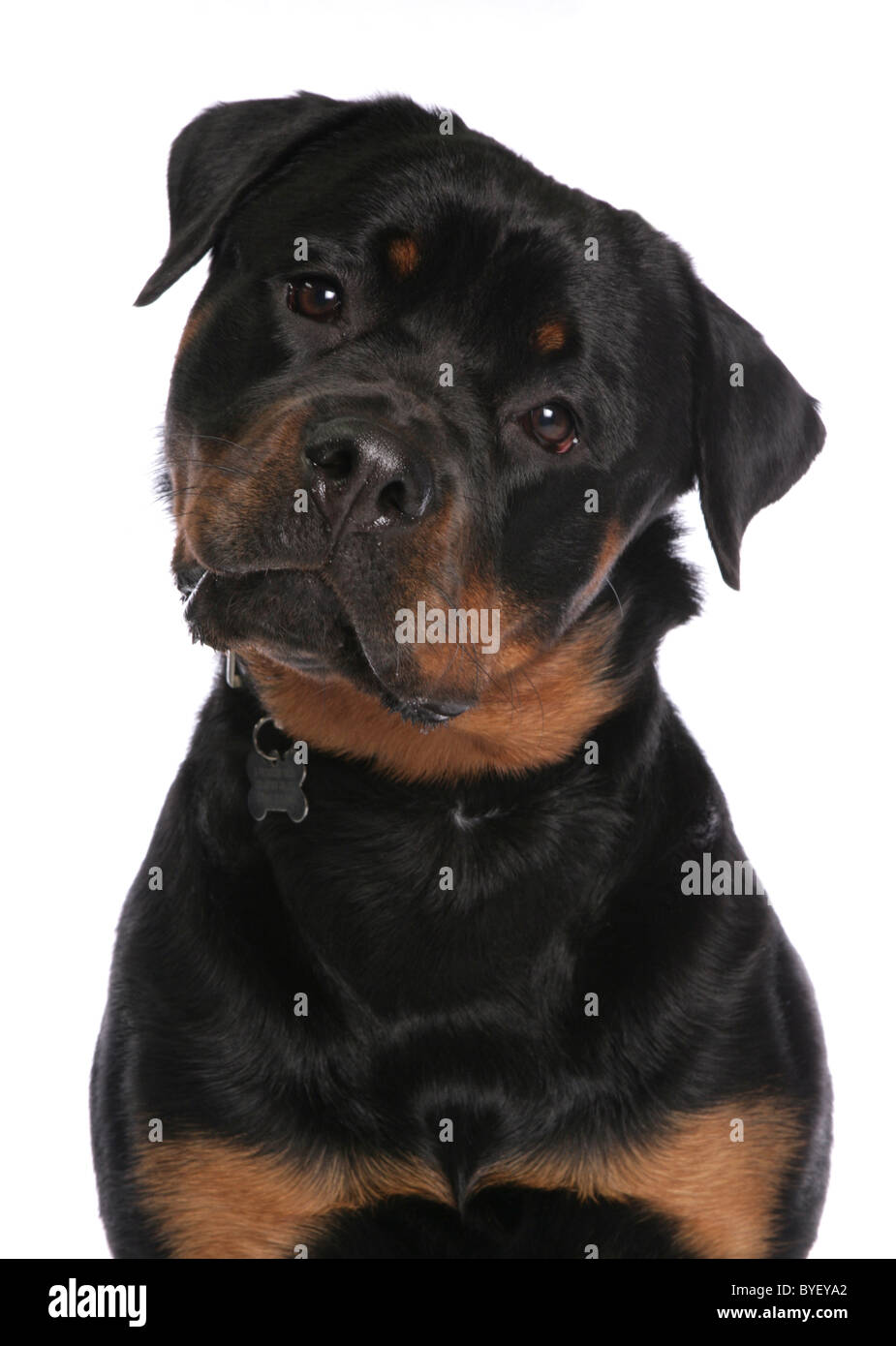 Portrait de chien rottweiler head shot studio Banque D'Images