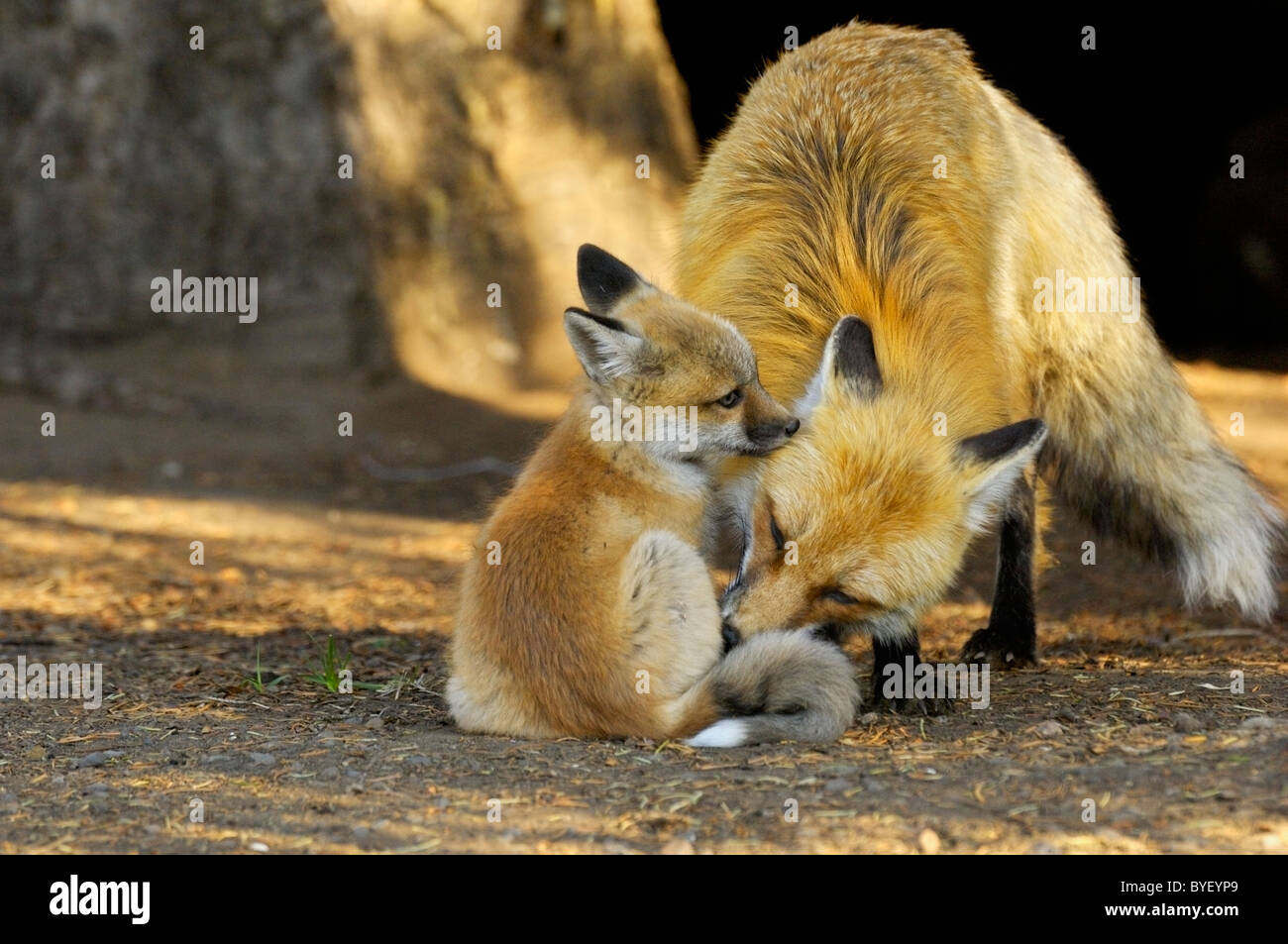 Mère fox sa toilette bébé. Banque D'Images