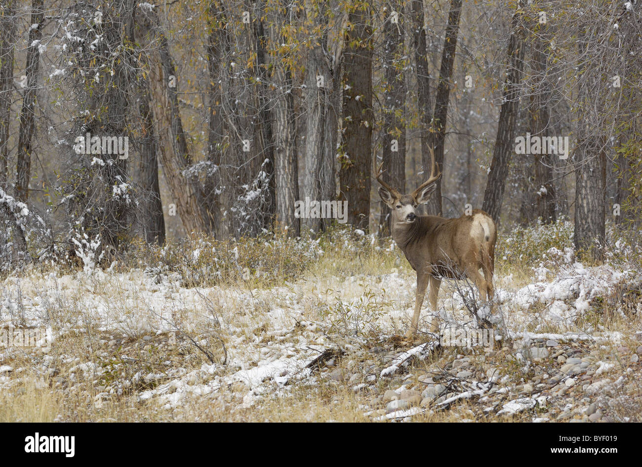 Le cerf mulet buck dans les forêts anciennes. Banque D'Images