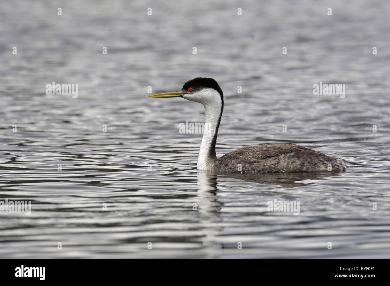 Grèbe élégant (Aechmophorus occidentalis) natation Banque D'Images
