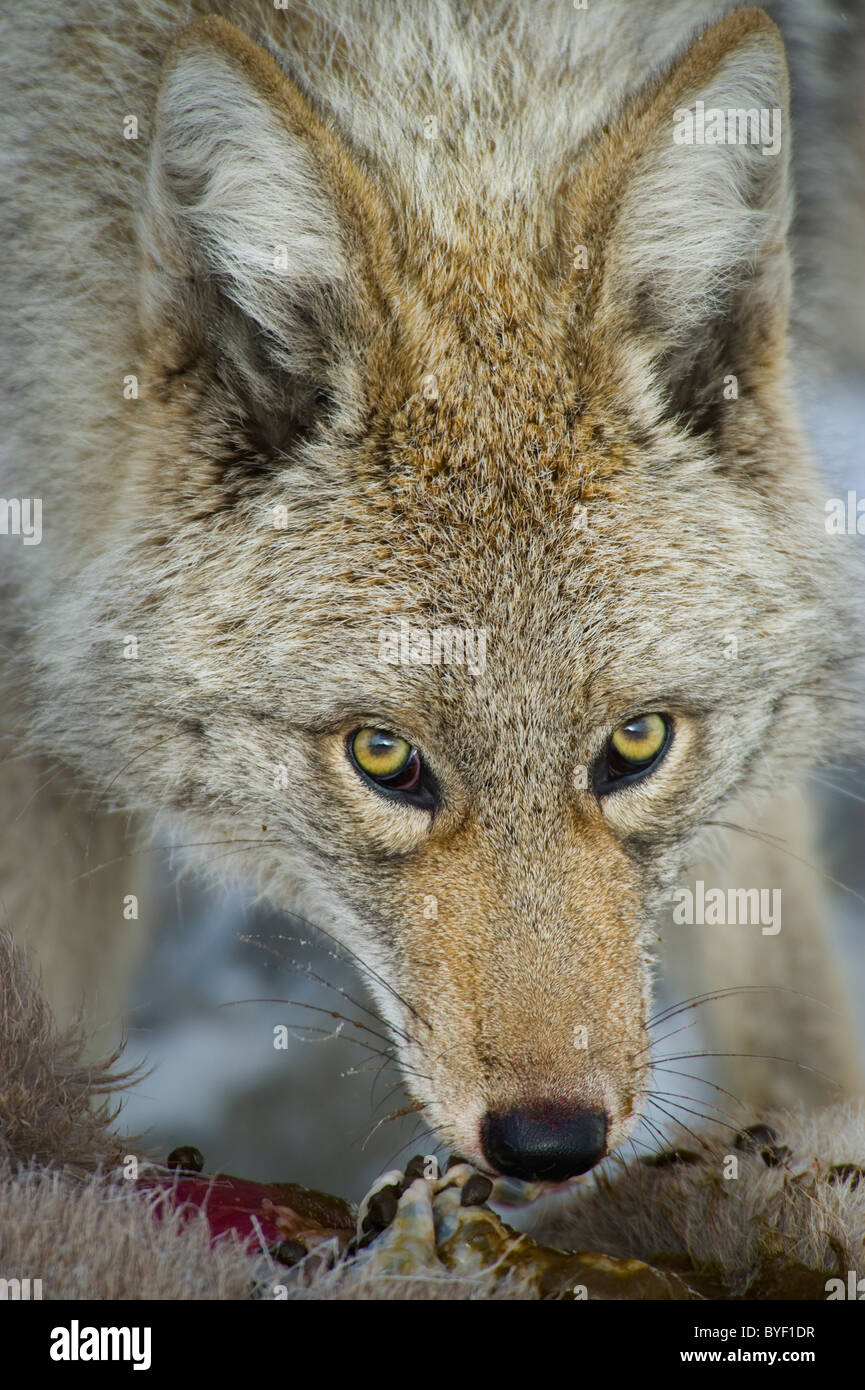 Un close up image d'un adulte d'alimentation coyote sur le corps d'un bébé mort des mouflons. Banque D'Images