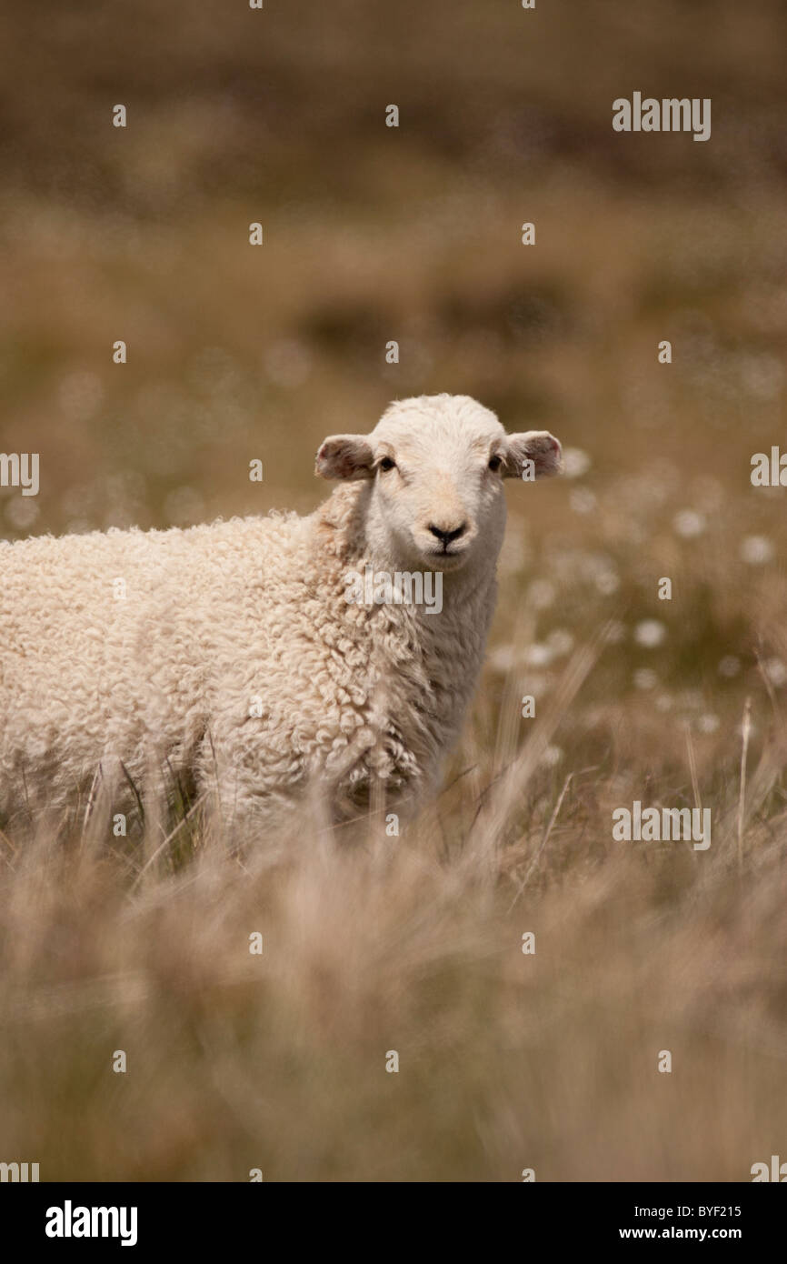 Les moutons, lake vyrnwy, au Pays de Galles Banque D'Images