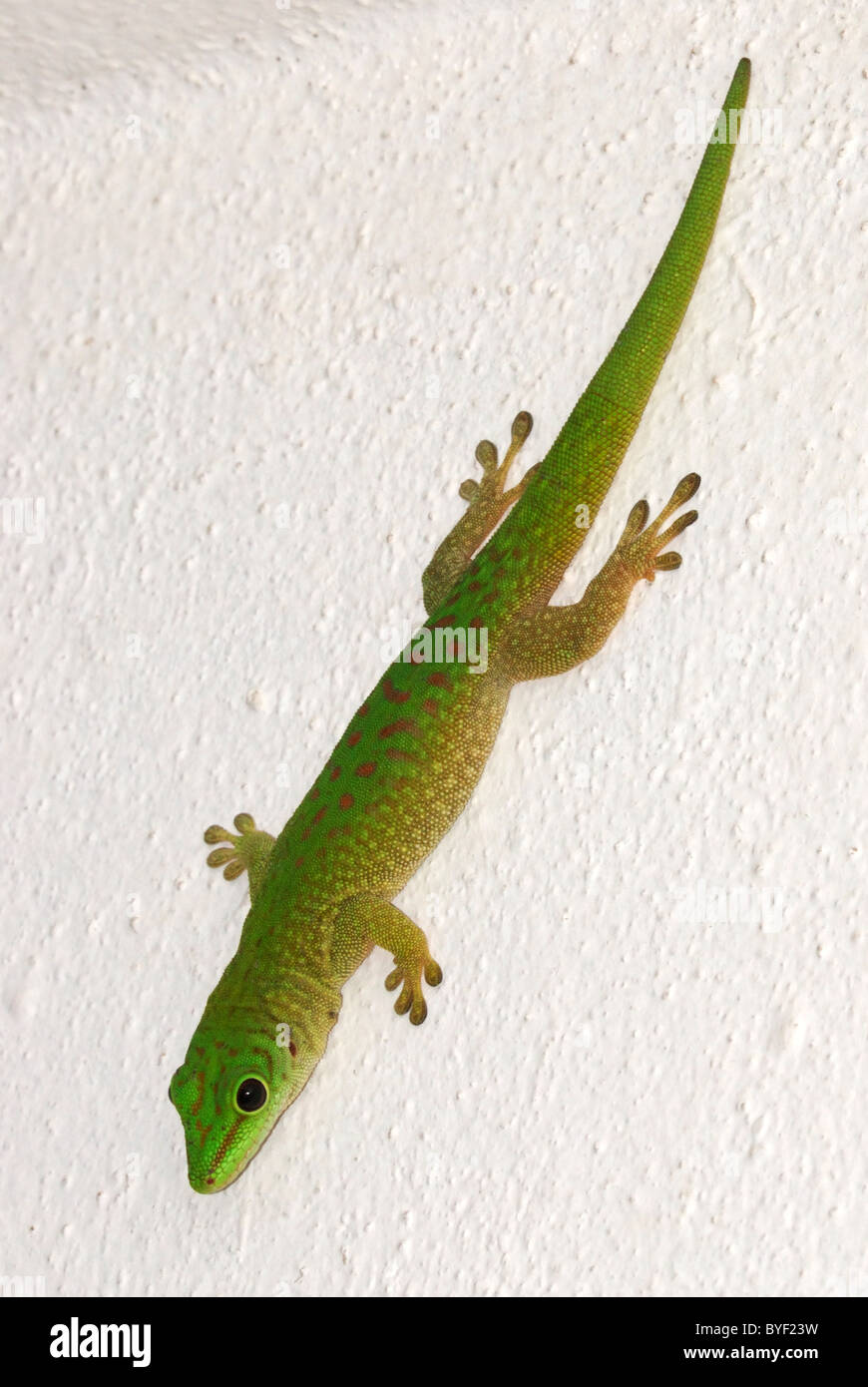 Gecko géant Journée malgache sur un mur dans le Parc National Ankarafantsika, ouest de Madagascar Banque D'Images