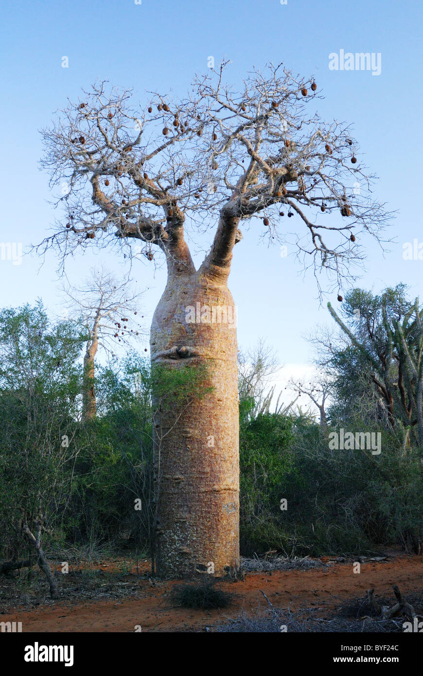 Baobab géant dans la Forêt épineuse d'Ifaty, dans l'ouest de Madagascar Banque D'Images