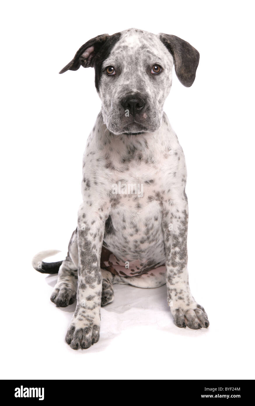 Staffordshire Bull Terrier cross american bulldog puppy sitting studio Banque D'Images