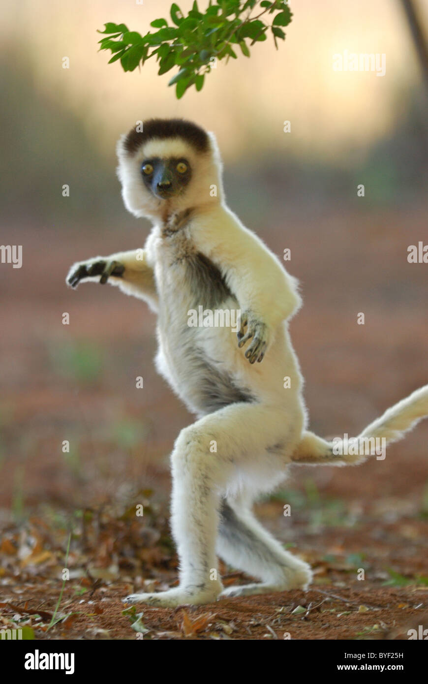 Le Propithèque de verreaux dans la réserve de Berenty, Madagascar Banque D'Images