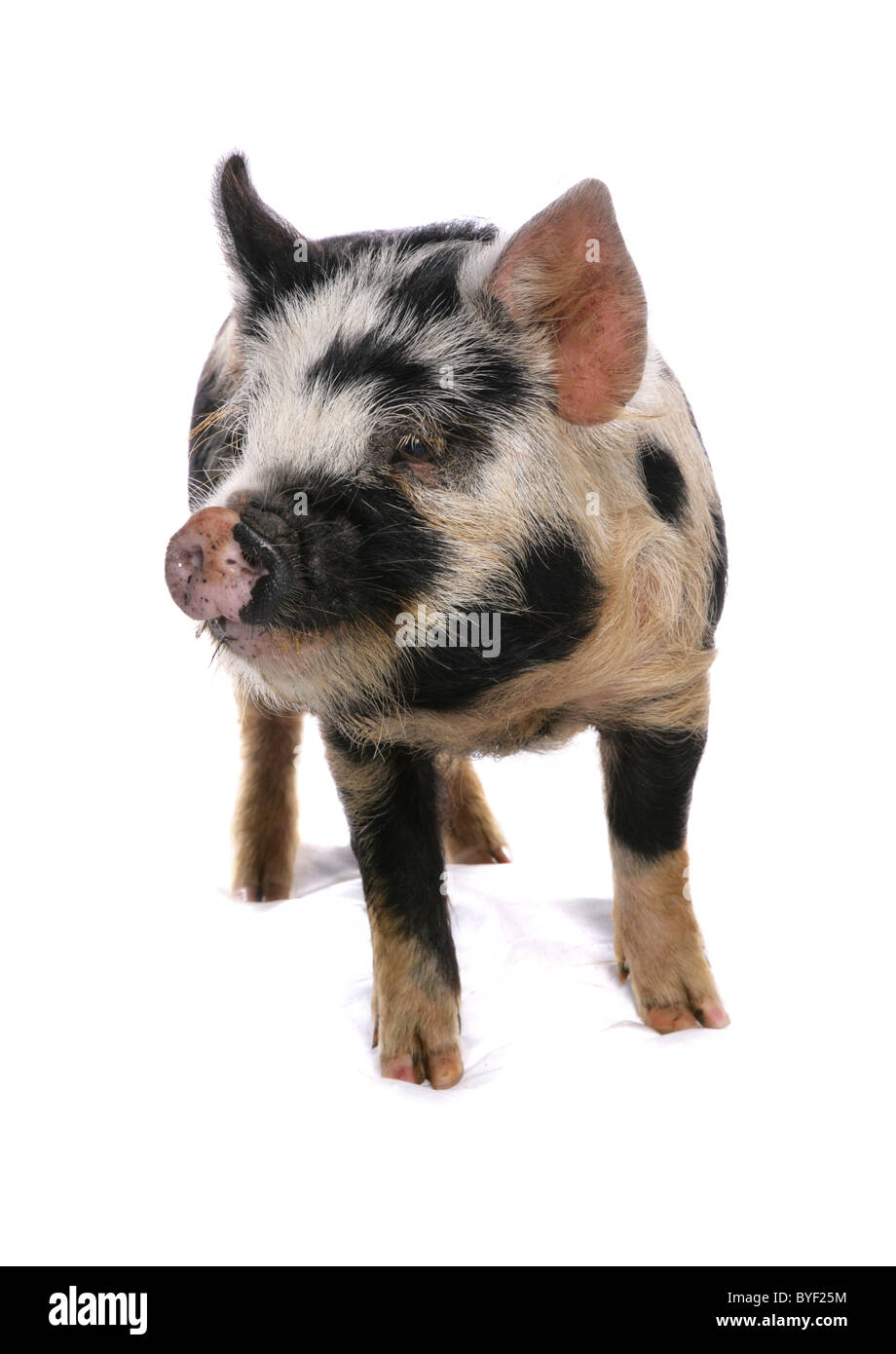 Cochon kune kune studio permanent Banque D'Images