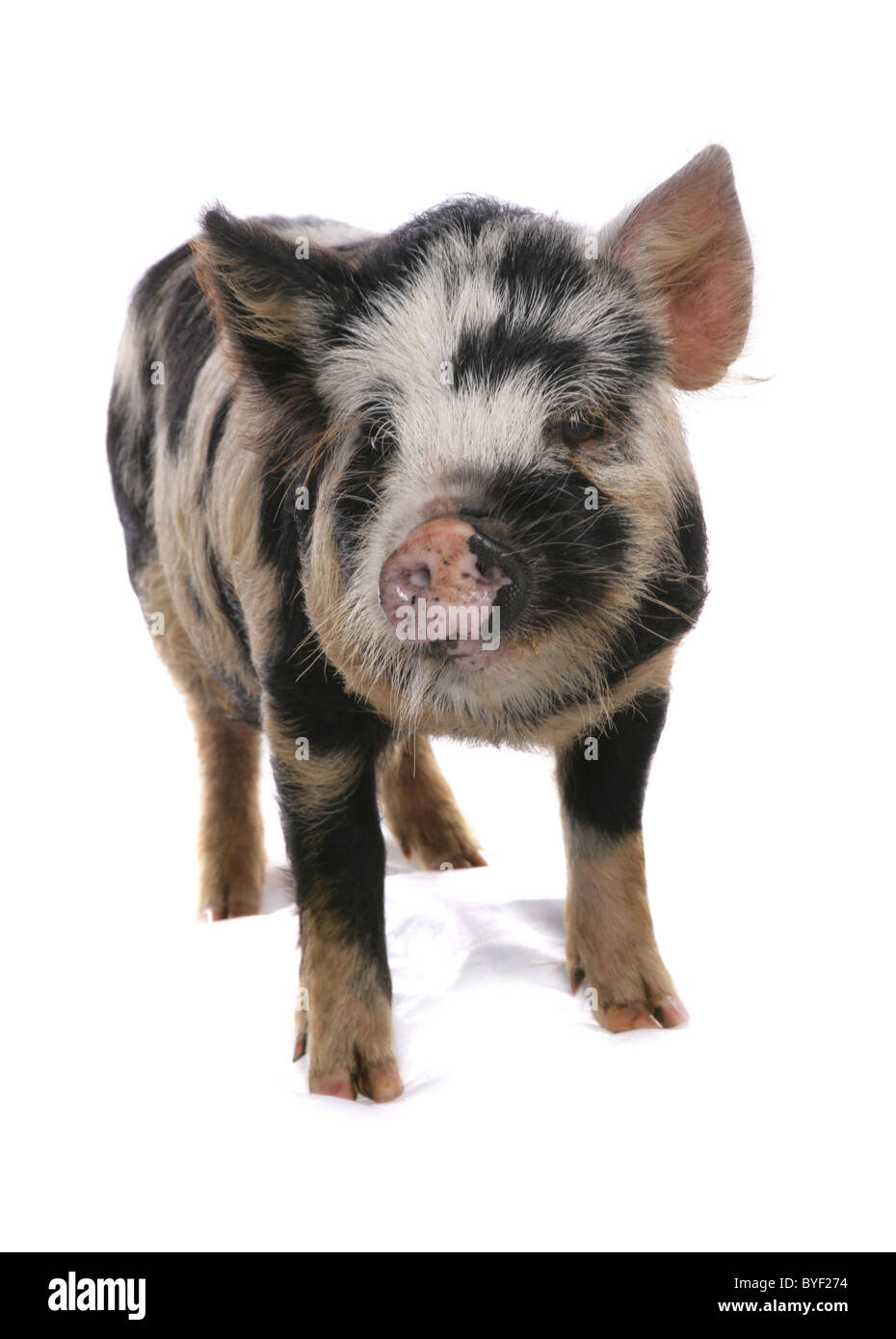 Cochon kune kune studio permanent Banque D'Images