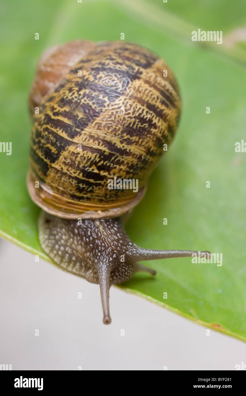 Photo d'un escargot (Helix aspersa) Banque D'Images