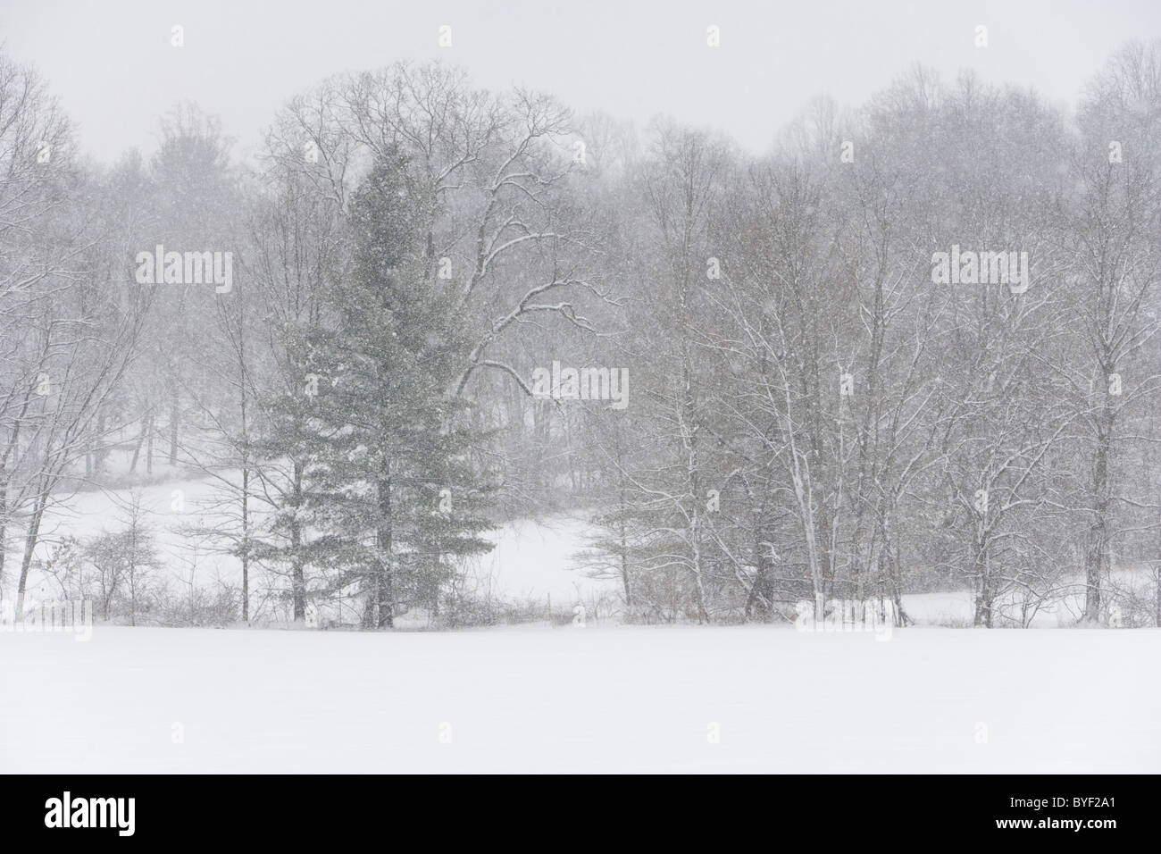 La neige descend sur un champ a et ligne d'arbres. Banque D'Images