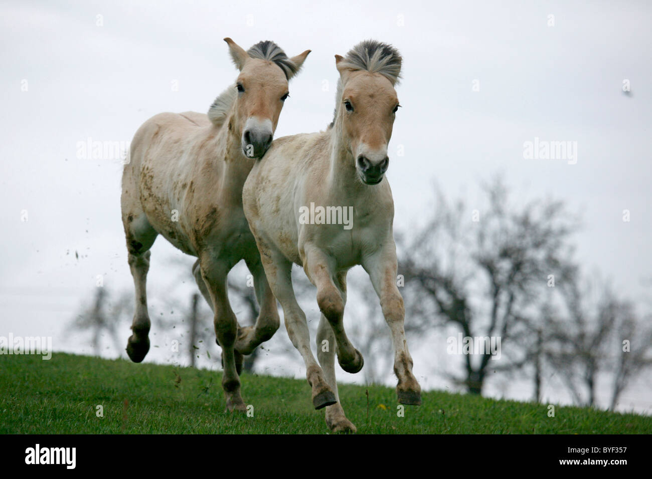 Junge Norweger / jeunes chevaux Banque D'Images