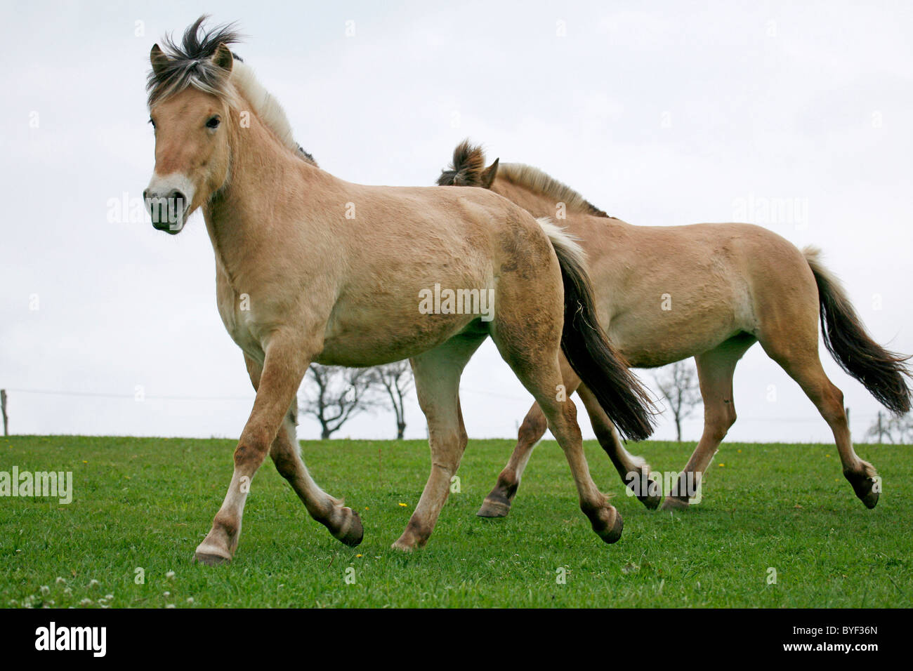 Junge Norweger / jeunes chevaux Banque D'Images