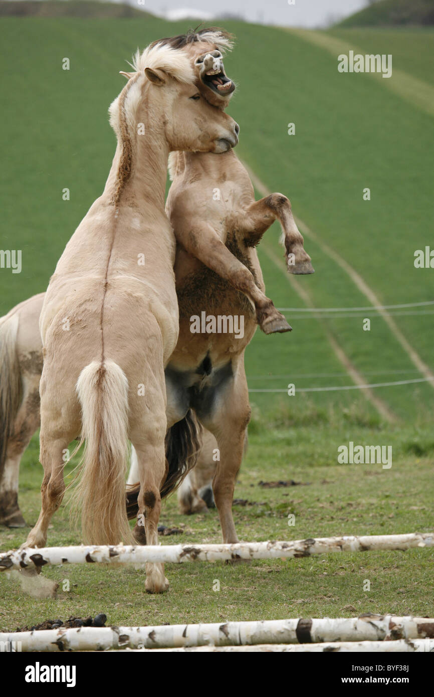 Kämpfende Fjordpferde / Combattre les chevaux Banque D'Images