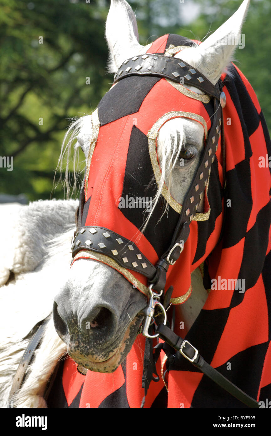 Un cheval gris (steed) portant les chevaliers couleurs rouge et noir et d'une bride cloutée en cuir se prépare pour la bataille Banque D'Images