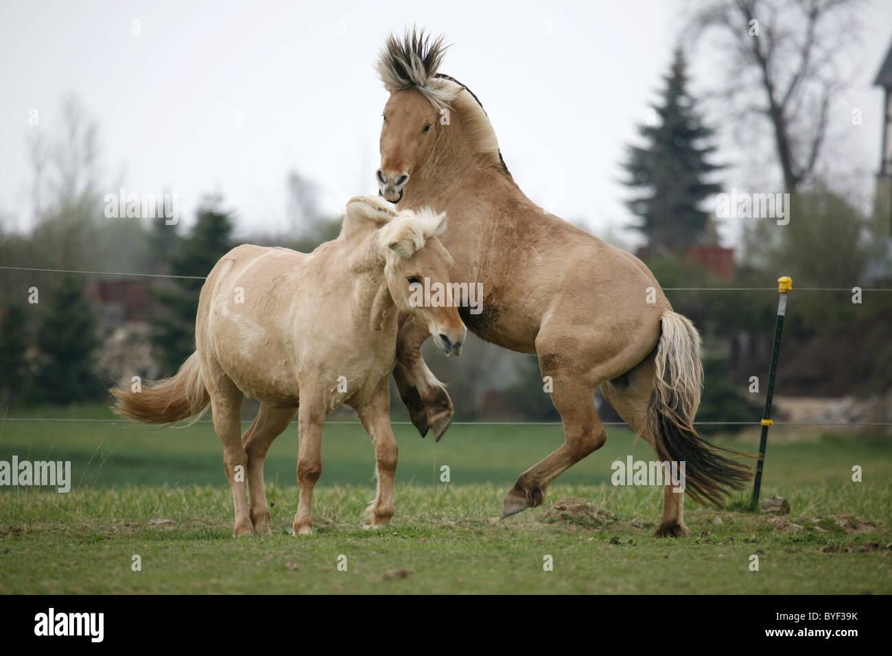 Kämpfende Fjordpferde / Combattre les chevaux Banque D'Images