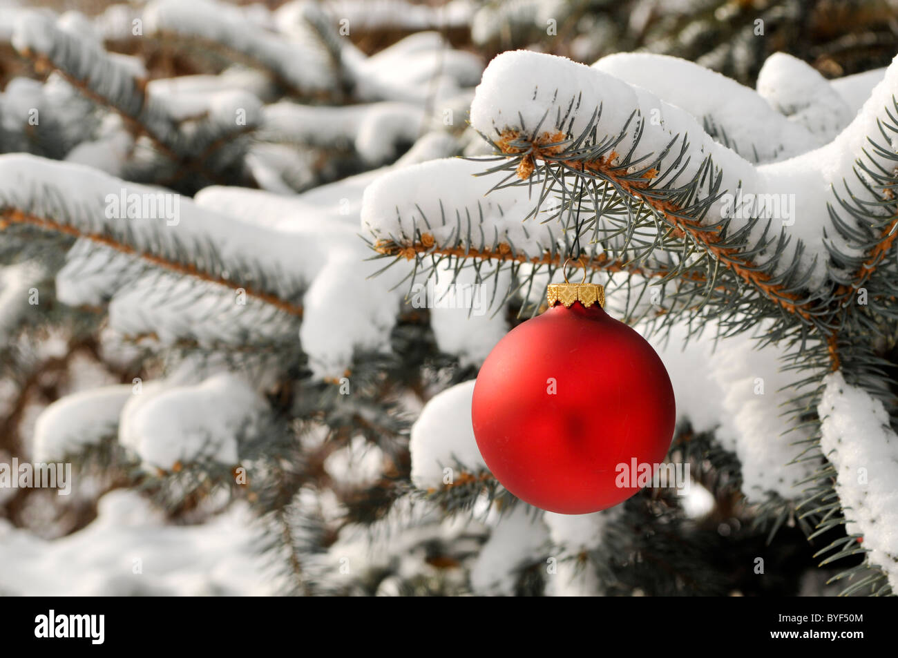 Red Christmas ornament on snowy tree branch Banque D'Images