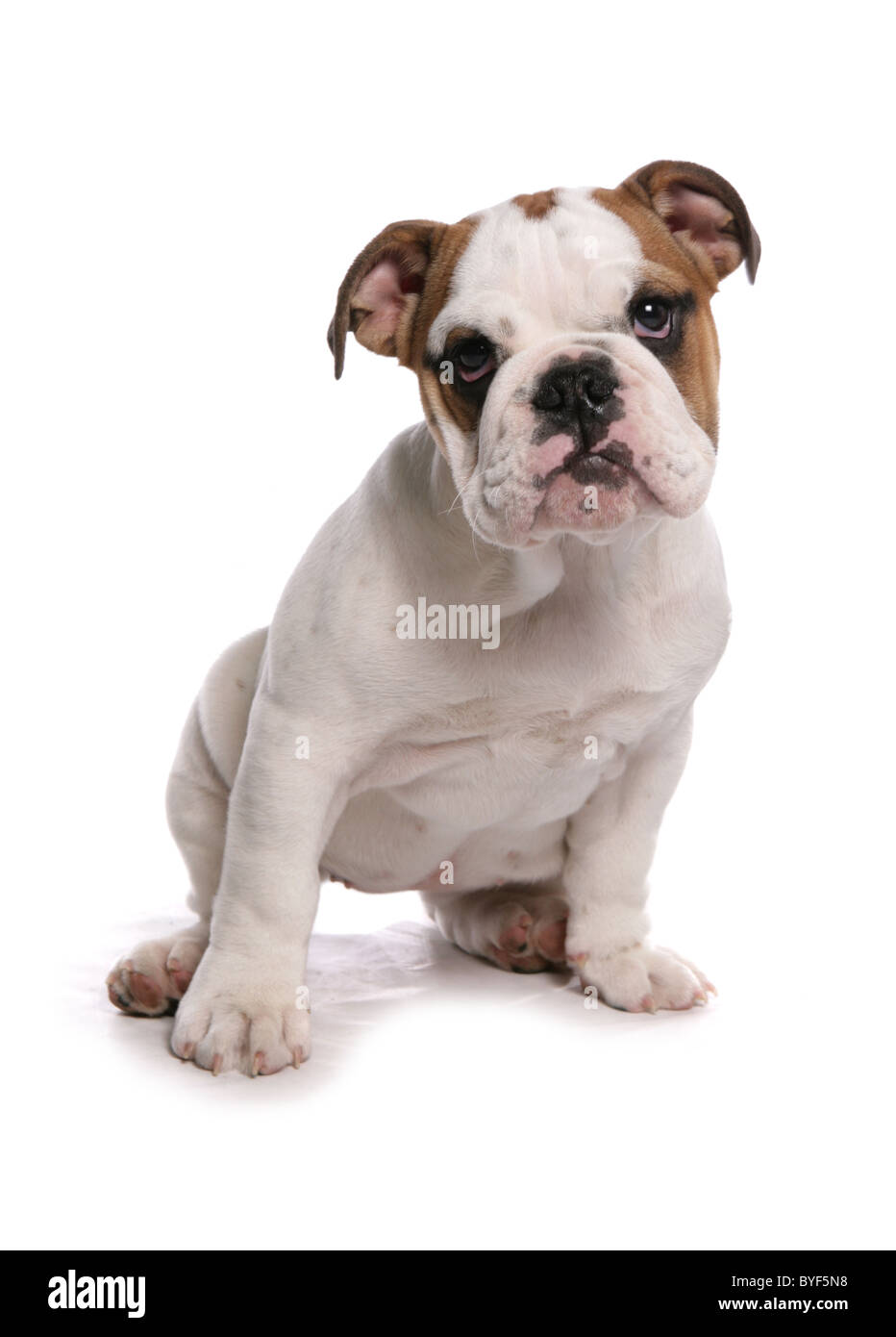Bulldog puppy sitting studio Banque D'Images