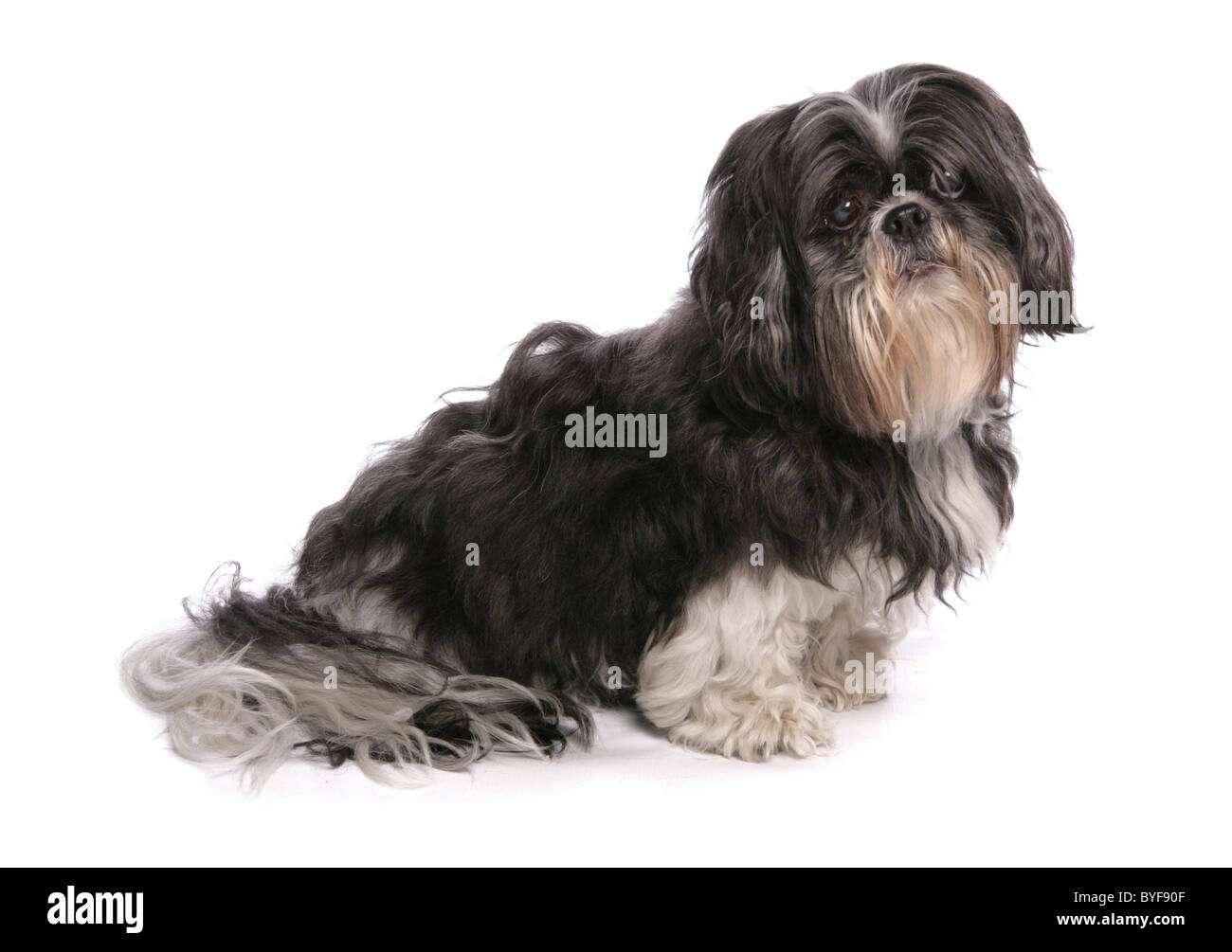 Shih Tzu sitting studio Banque D'Images