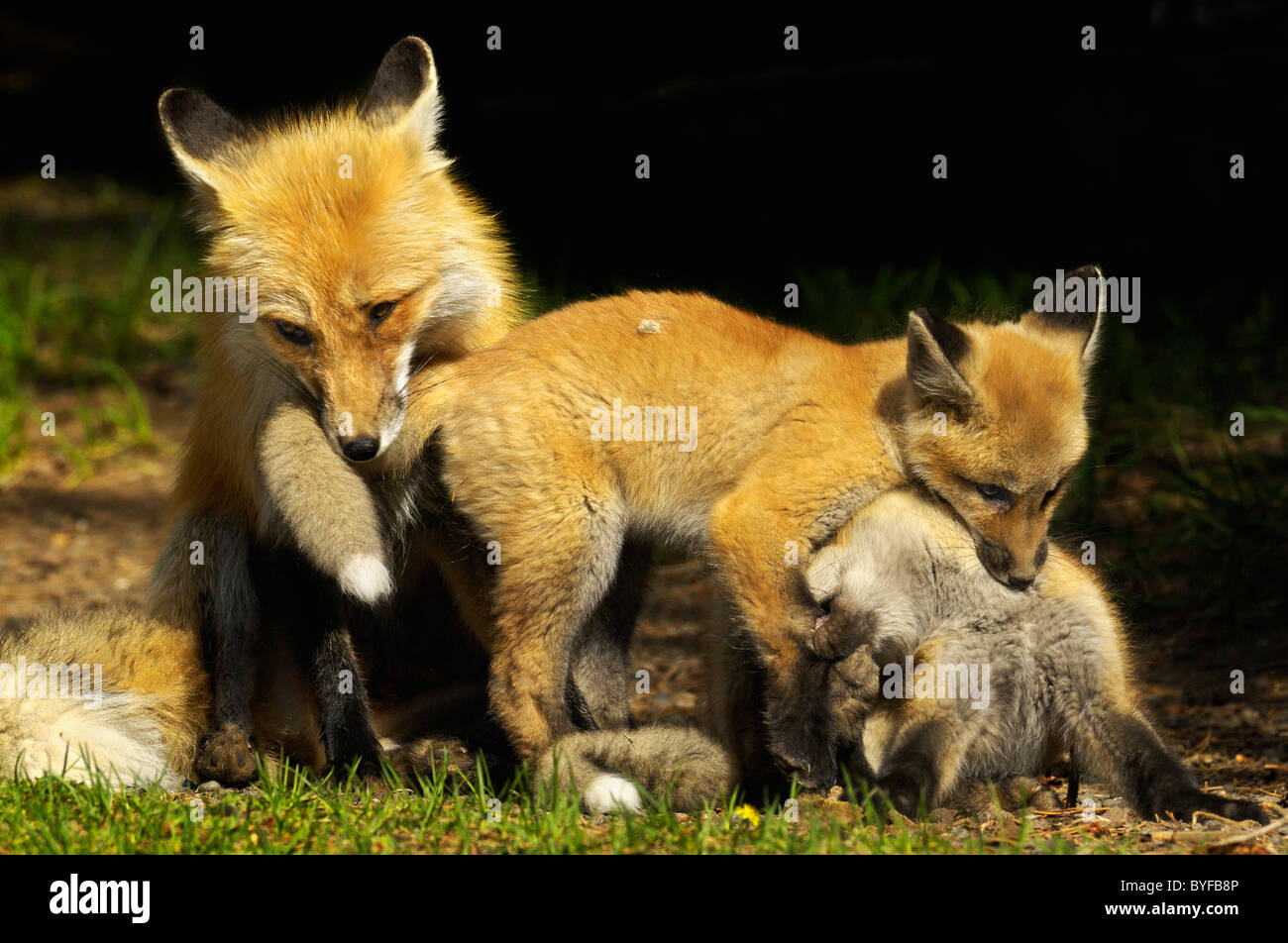 Famille Fox à jouer. Banque D'Images