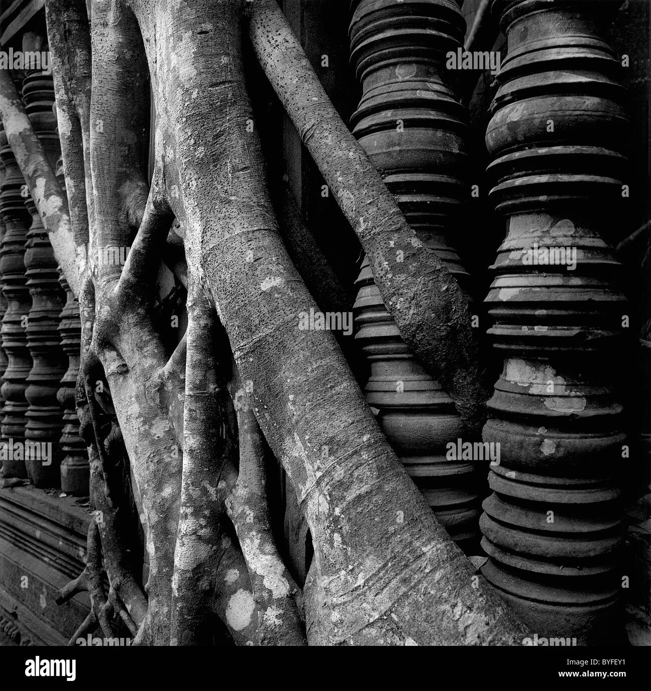Les racines d'un figuier serpent autour des ruines d'un temple à Angkor Wat, au Cambodge Banque D'Images
