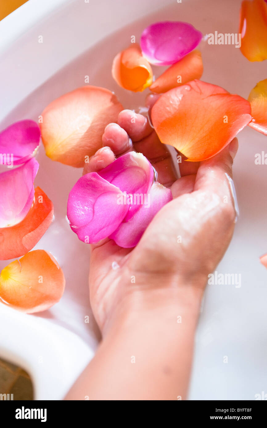 Close up of hand in spa bowl avec de l'eau et de pétales de rose Banque D'Images