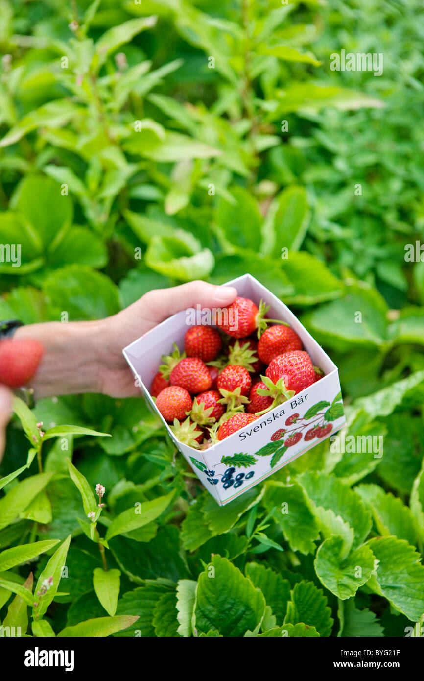 Boîte avec des fraises fraîches Banque D'Images