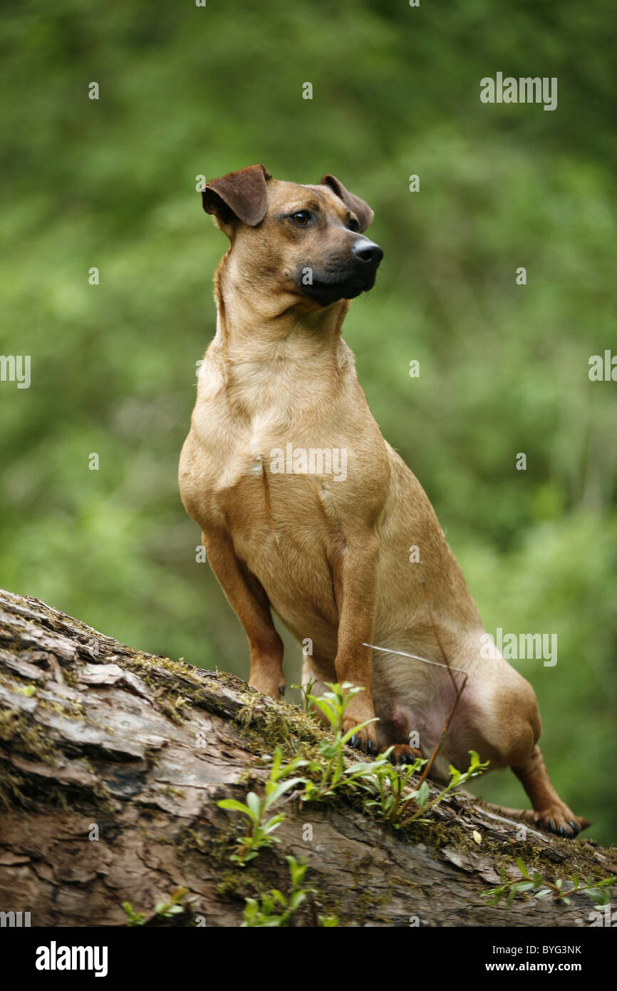 Sitzender / Hund chien assis Banque D'Images