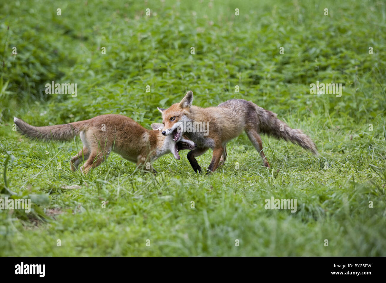 Fox mating Banque de photographies et d’images à haute résolution - Alamy