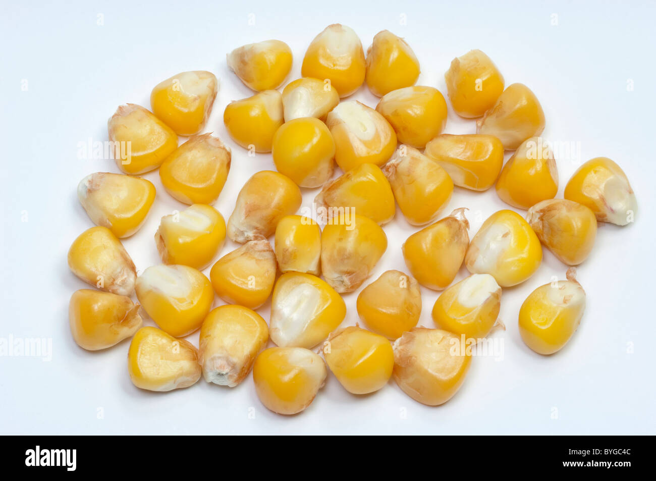 Le maïs, le maïs (Zea mays), amandes, studio photo sur un fond blanc. Banque D'Images