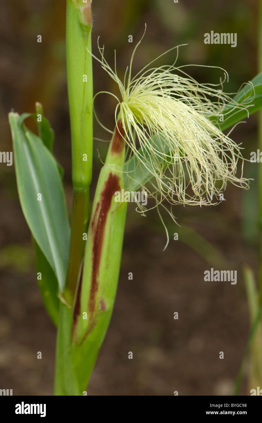 Le maïs, le maïs (Zea mays). Avec tige de l'inflorescence femelle avec les jeunes de la soie. Banque D'Images